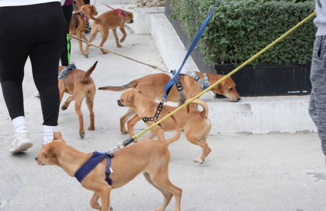 ¡Garritas a la obra!