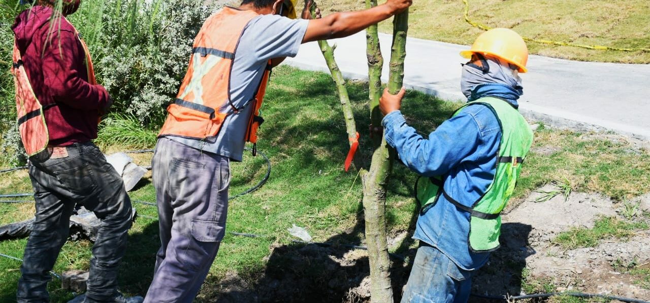 Plantan nuevas retamas en Parque Clouthier