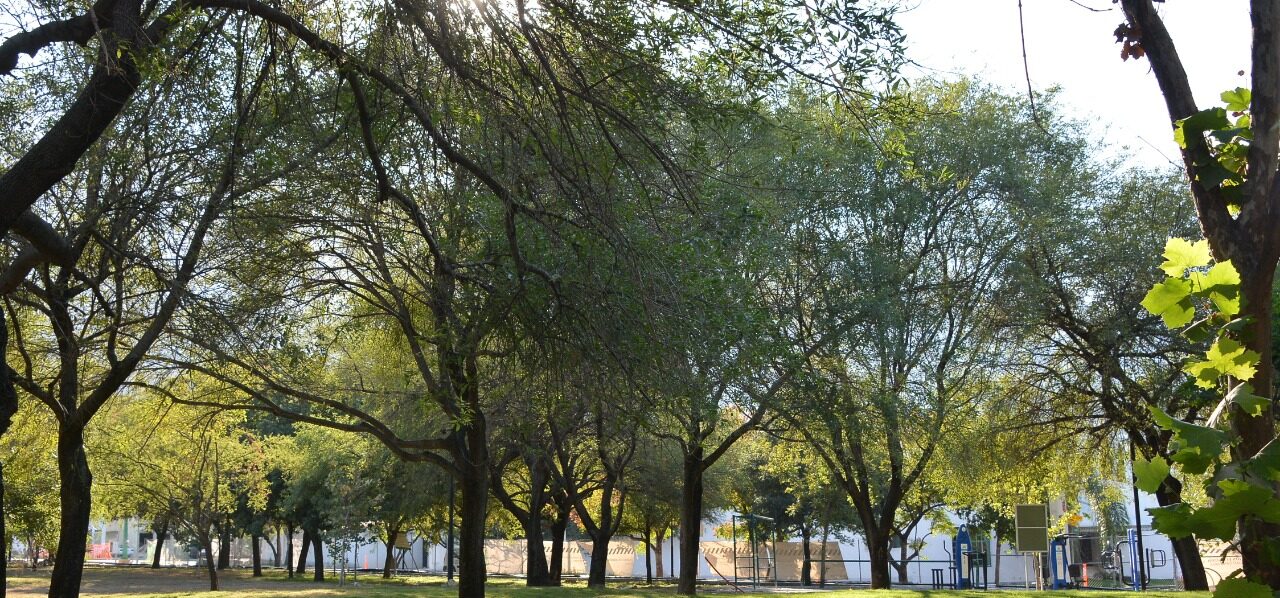 Avanza renovación de Parque Bosques