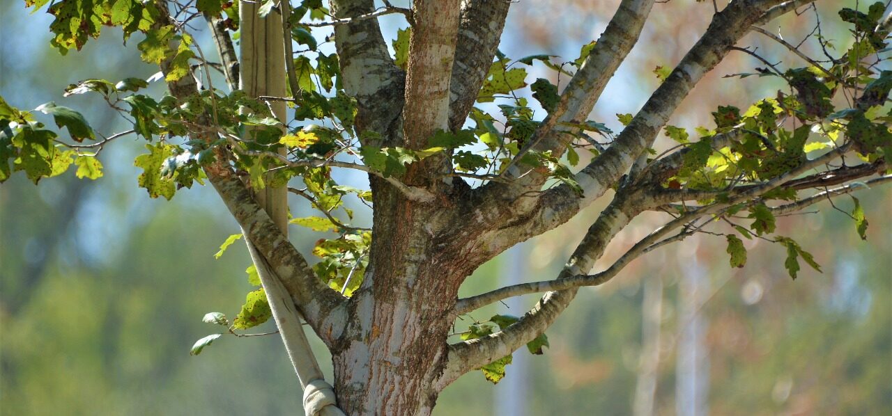 Plantan en una semana 35 árboles en Parque El Capitán