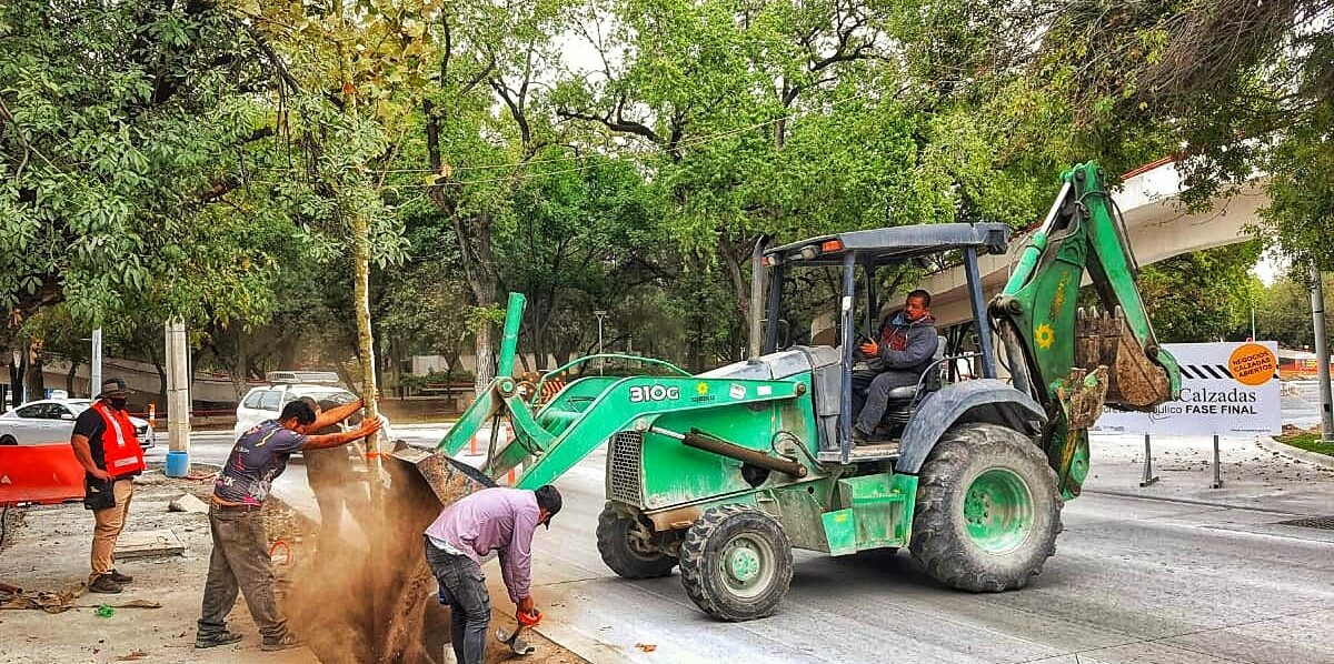 Plantan 30 árboles durante la semana en Calzadas