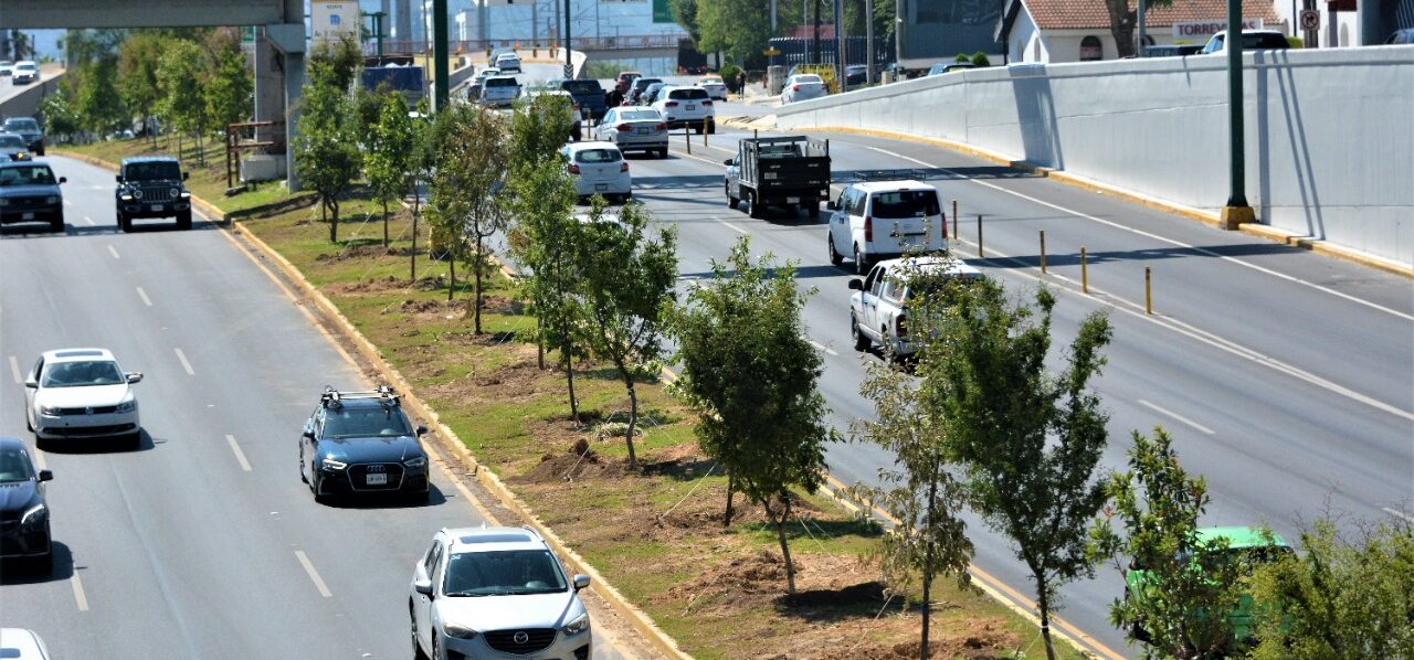 Plantan 200 árboles en Lázaro Cárdenas