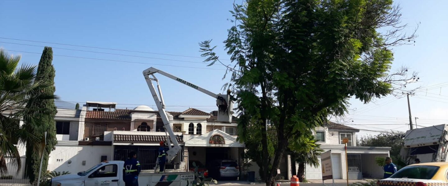 Trabaja San Pedro en plan de arbolado para Vía Libre