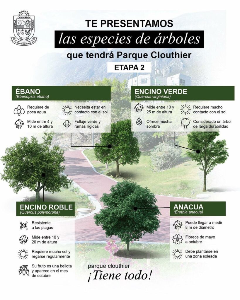 árboles – San Pedro Garza García