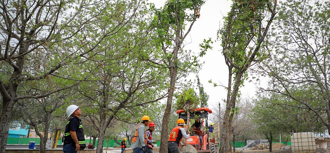 Plantará San Pedro 3 mil árboles y regalará mil