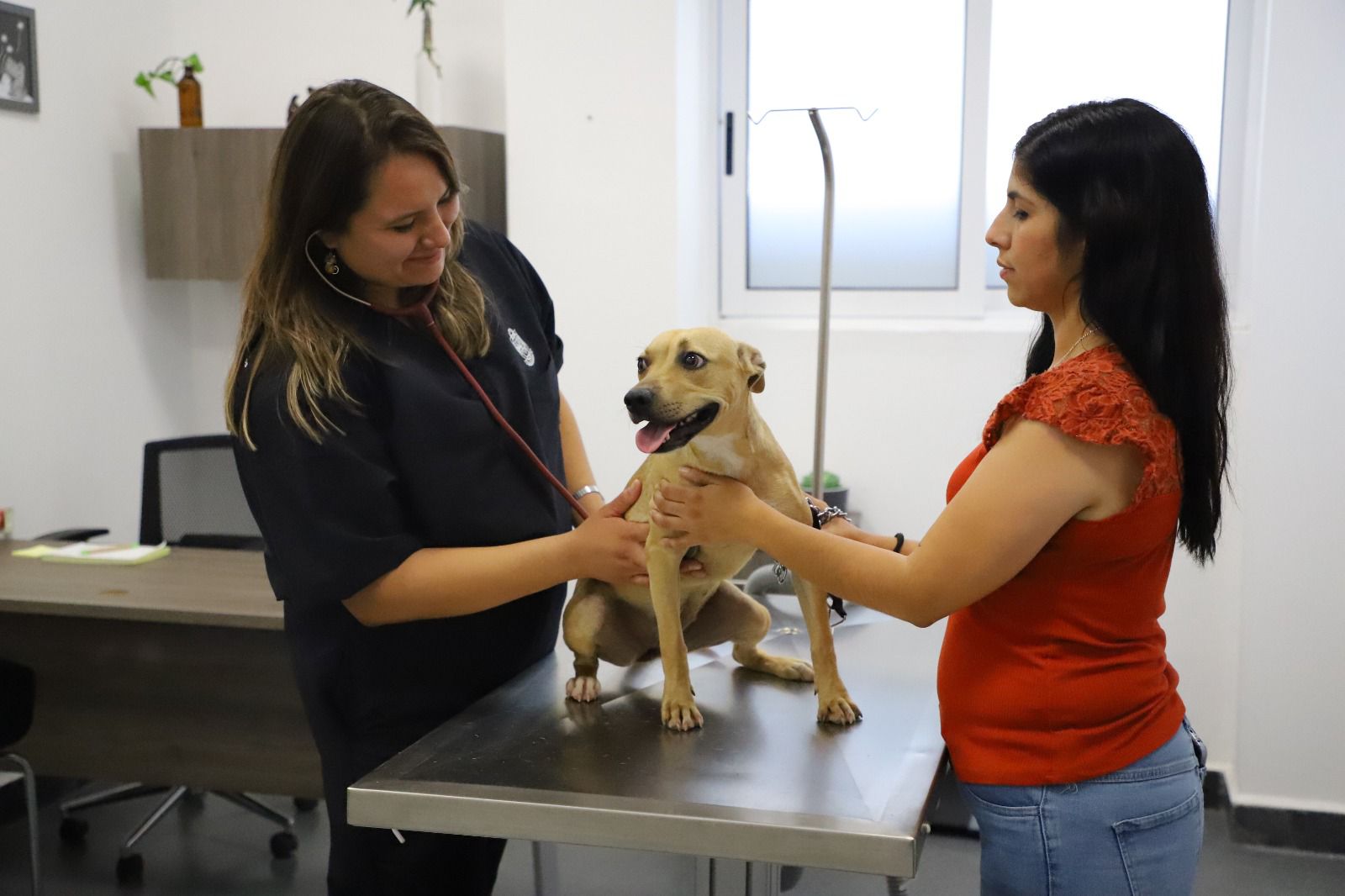 Ofrece San Pedro esterilizar mascotas