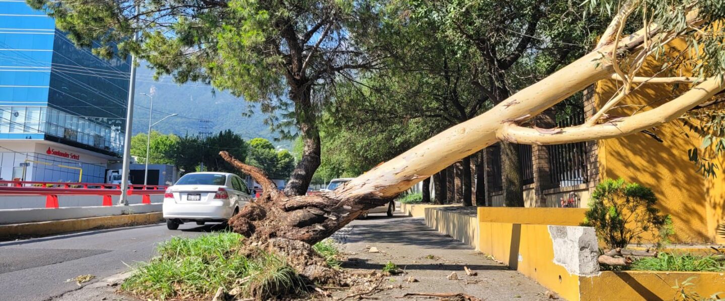 Deja lluvia daños en San Pedro