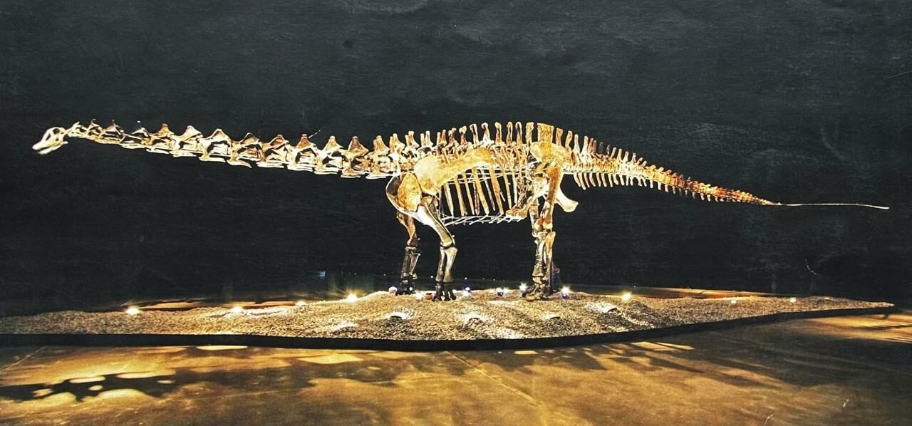 Recibirá San Pedro fósil de dinosaurio “Einstein” para su patrimonio cultural